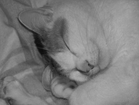 My cat